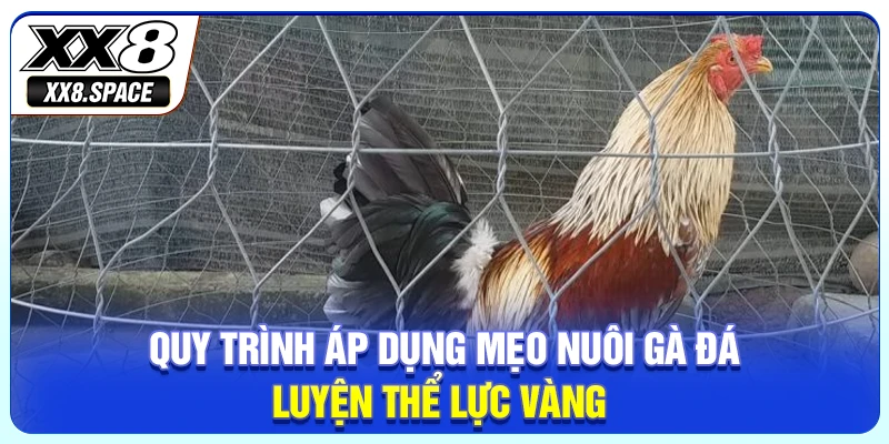 Quy trình áp dụng mẹo nuôi gà đá luyện thể lực vàng 